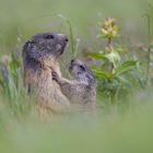 Marmota marmota, taken in Poland Tatry mountaine