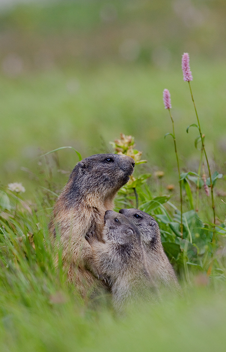 Marmota marmota with childs