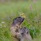 Marmota marmota with childs