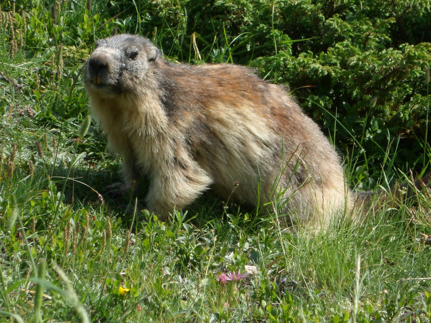 marmote dans les alpes