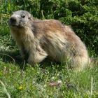 marmote dans les alpes