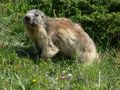 marmote dans les alpes de michel lepeintre 