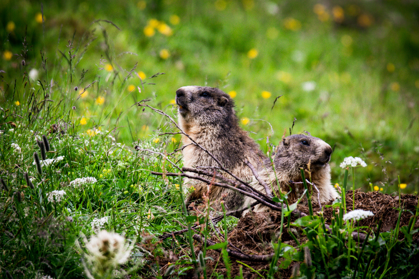 Marmots