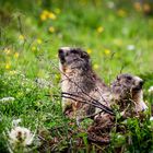 Marmots