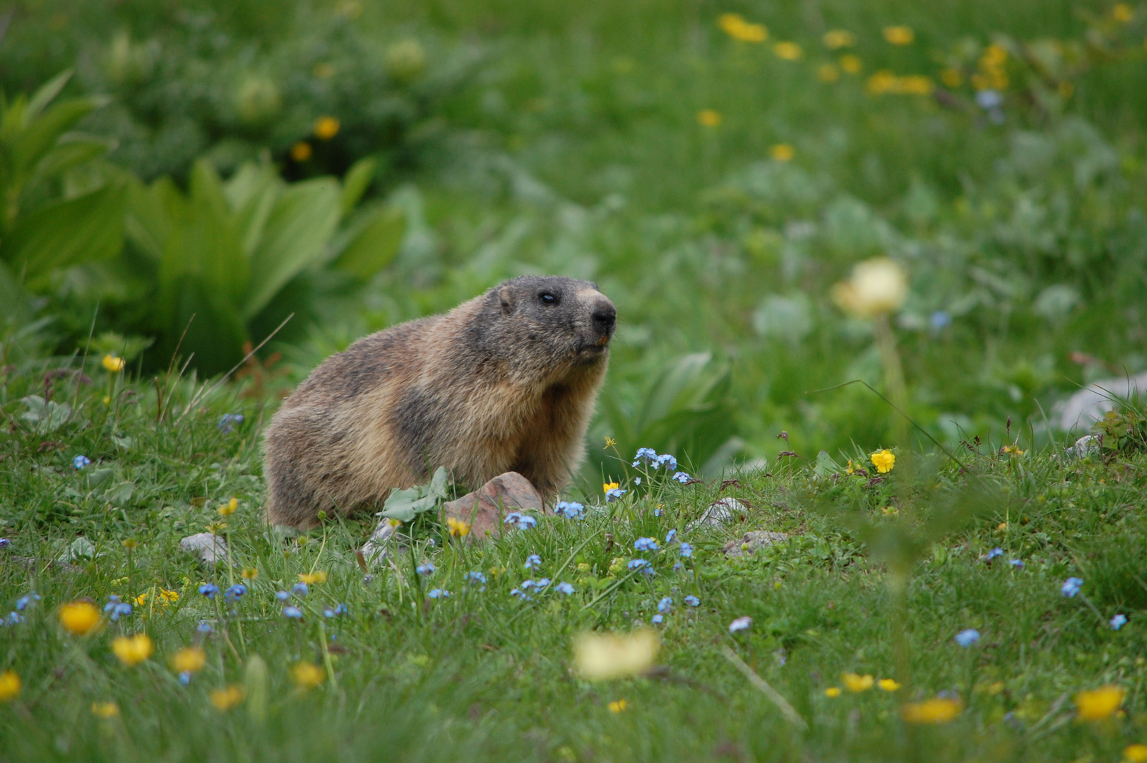 Marmotta