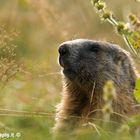 Marmotta