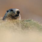 Marmotta