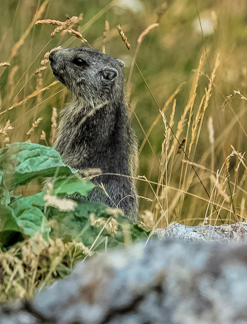 Marmotta