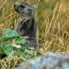 Marmotta