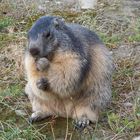 marmotta