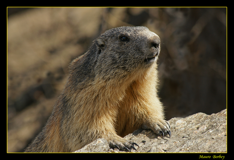 Marmotta.