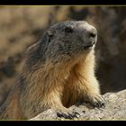 Marmotta.