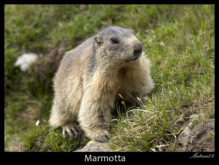 Marmotta