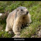 Marmotta