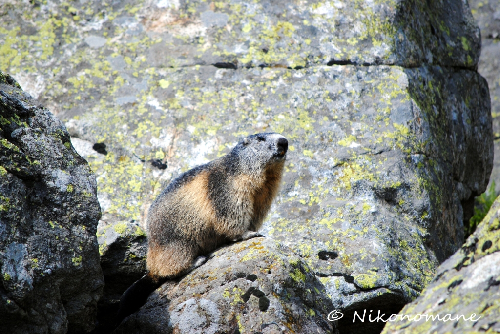 Marmotta