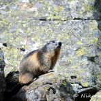 Marmotta