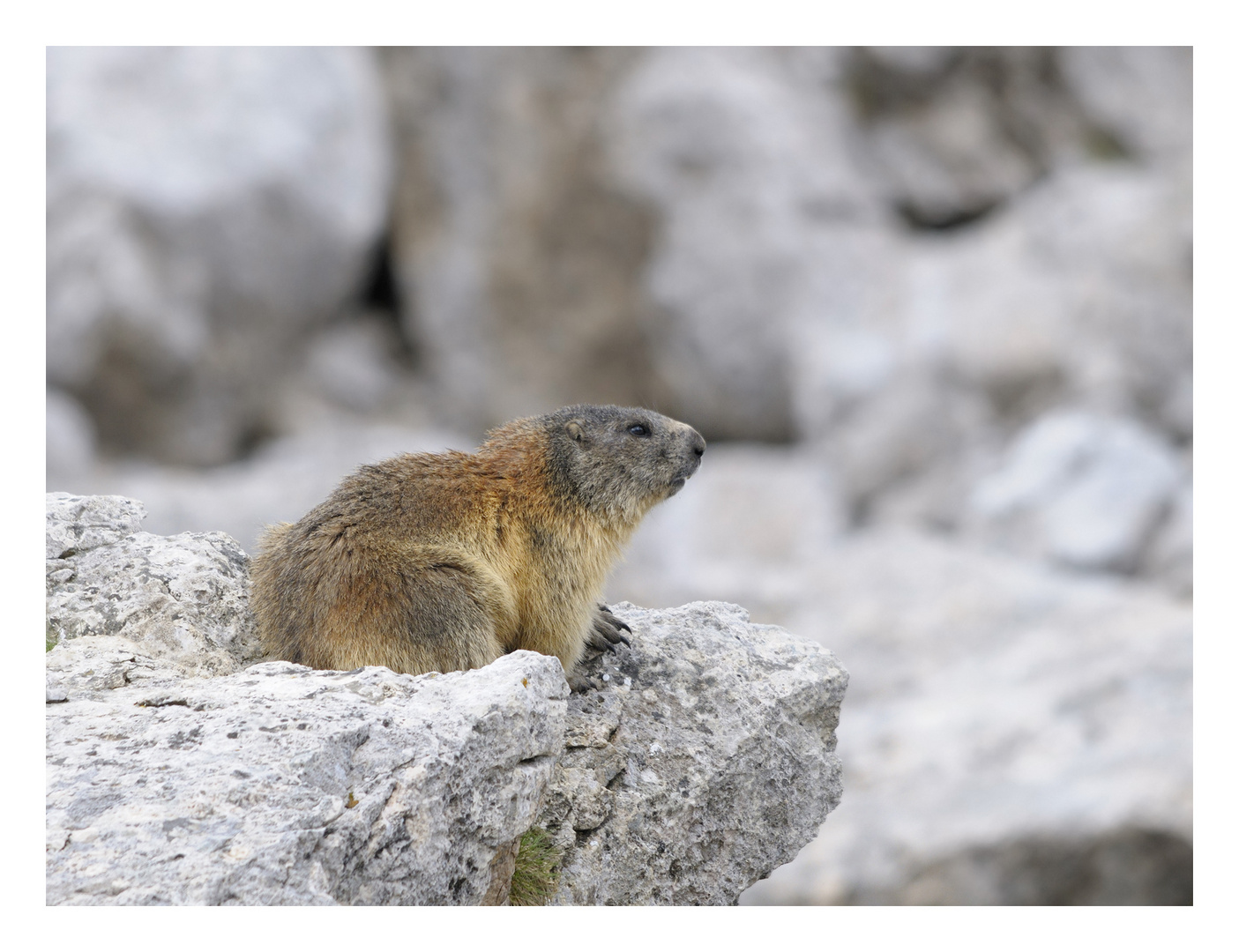 Marmotta