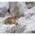 Marmotta