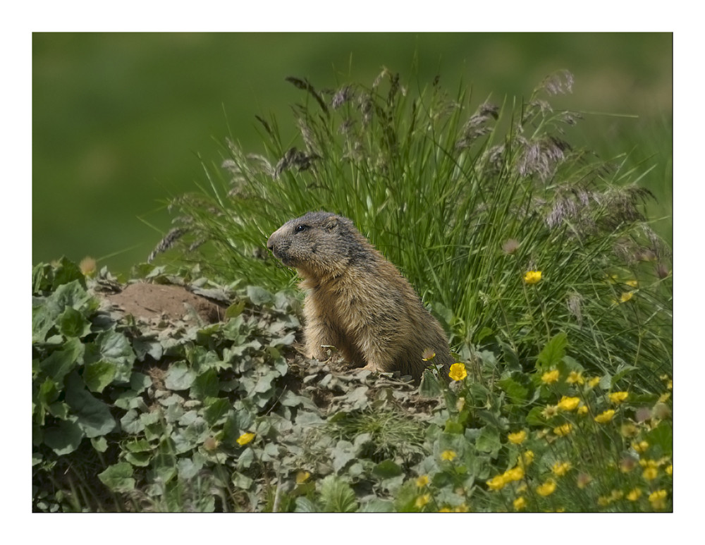 Marmotta