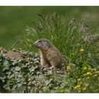 Marmotta