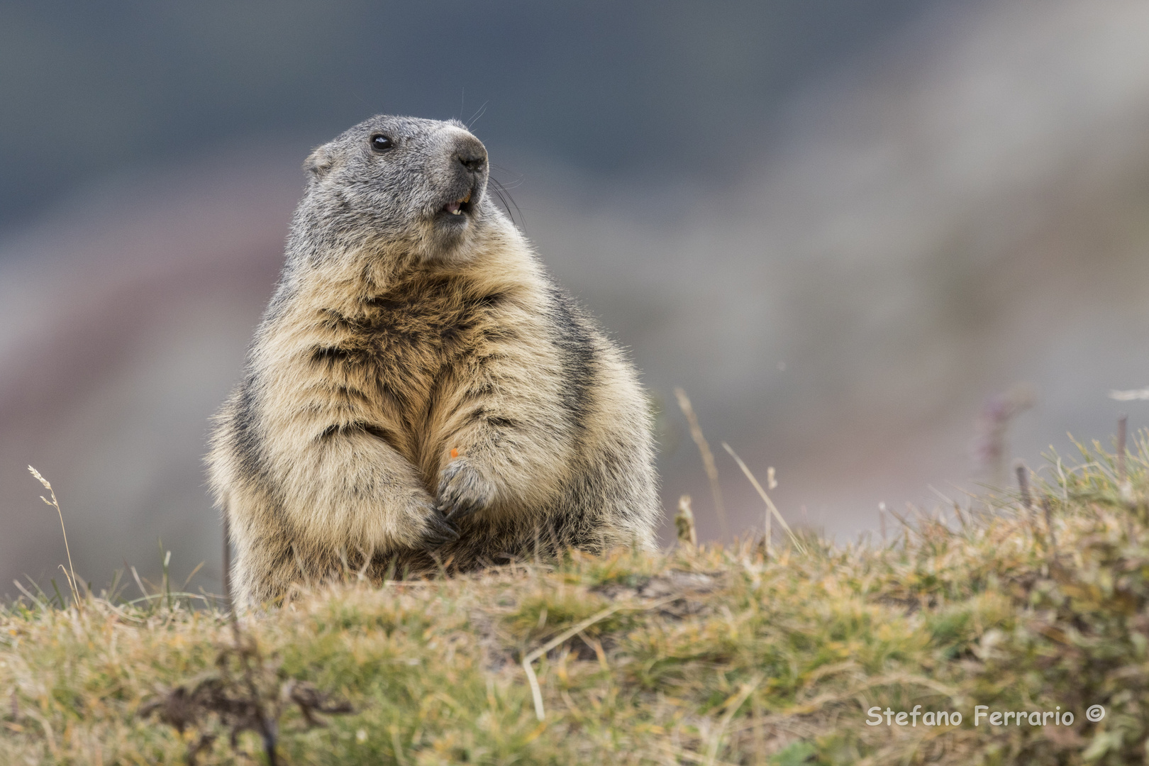 Marmotta