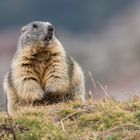 Marmotta