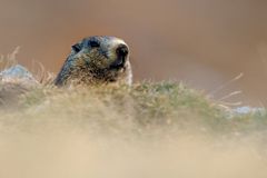 Marmotta