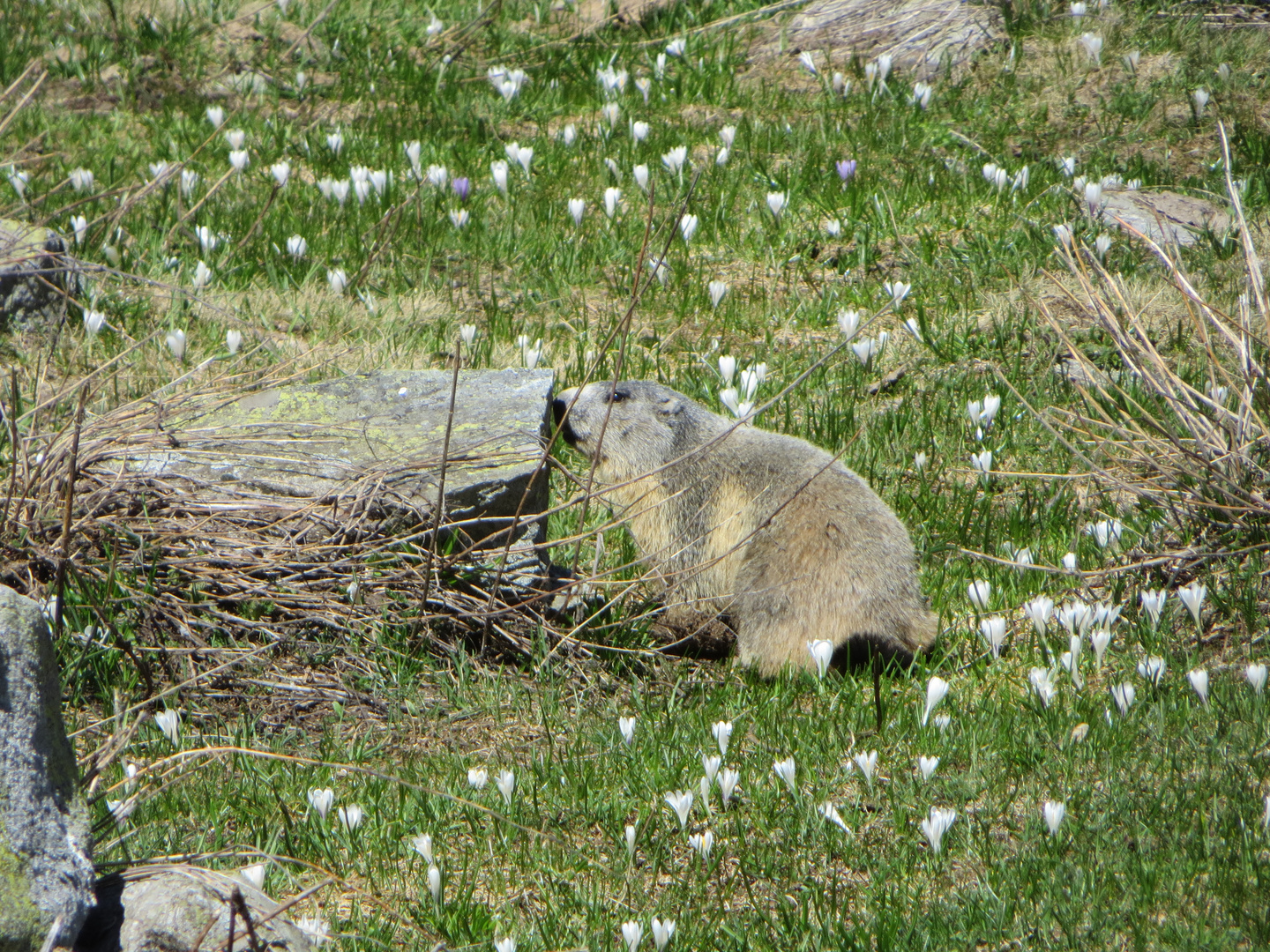 Marmotta