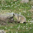 Marmotta