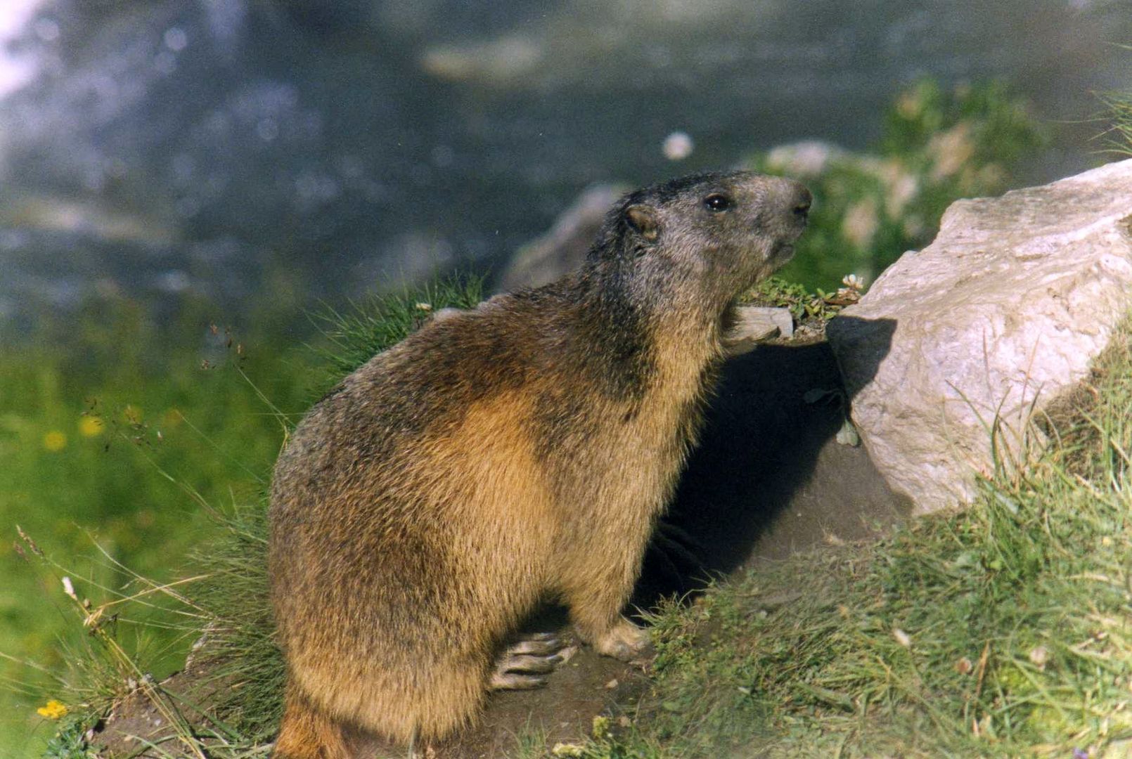 Marmotta