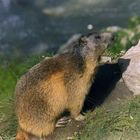 Marmotta