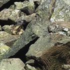 marmotta