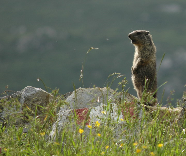 marmotta