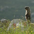 marmotta