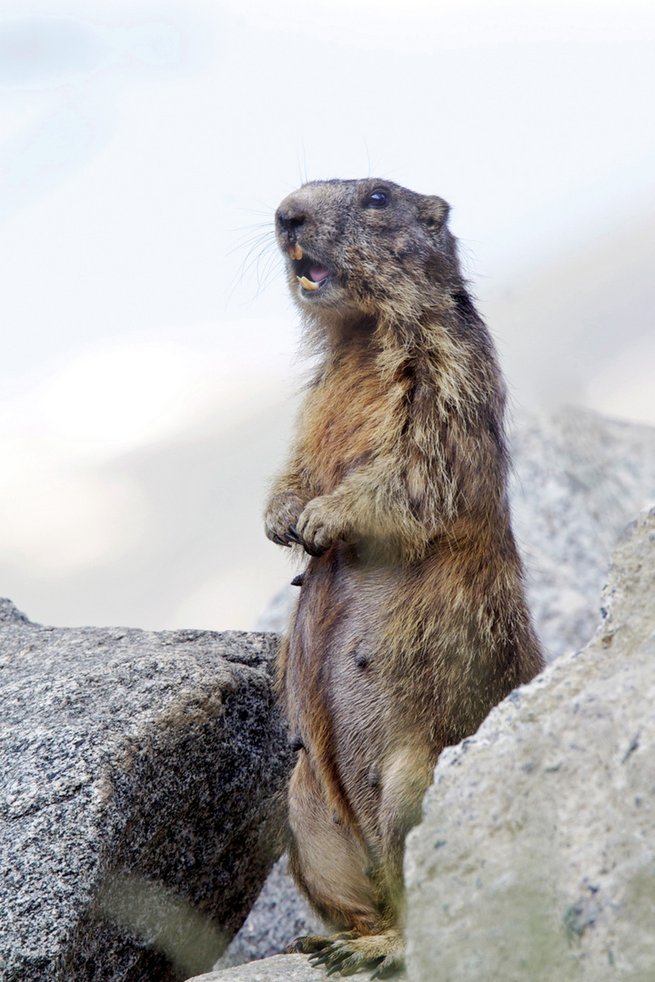 marmotta