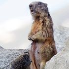 marmotta