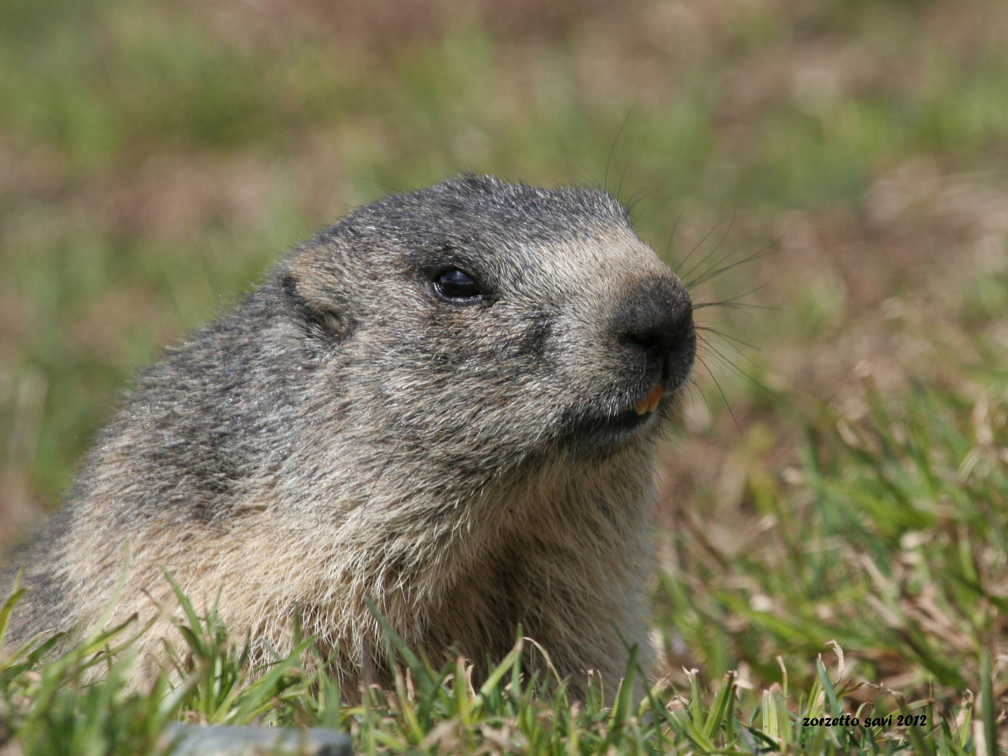 marmotta al sole