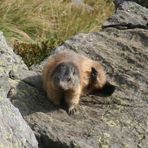 marmotta - Ca' san marco