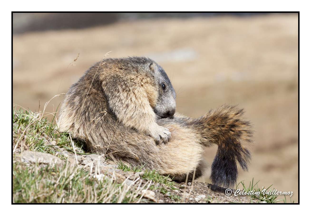 Marmotta che fà le pulizie