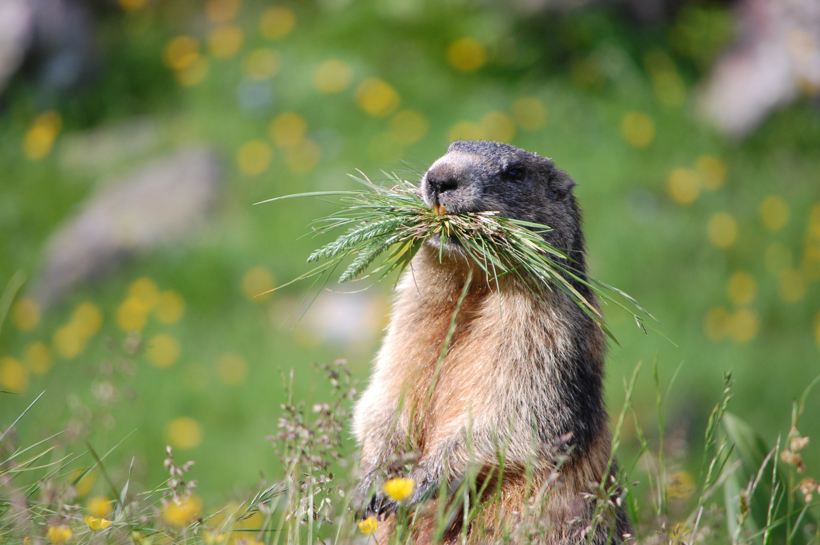 Marmotta con erba