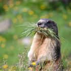 Marmotta con erba