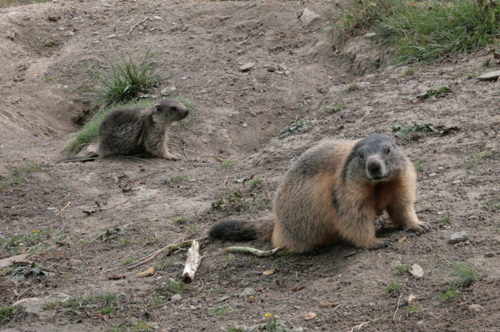 Marmotta con prole