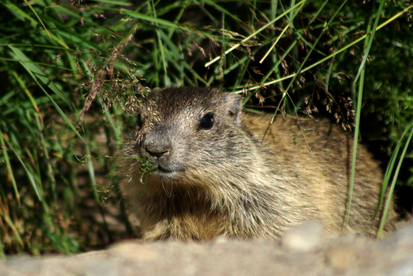 marmotta cucciolo