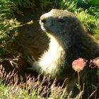 Marmotta curiosa!