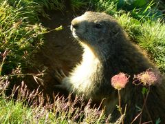 Marmotta curiosa!