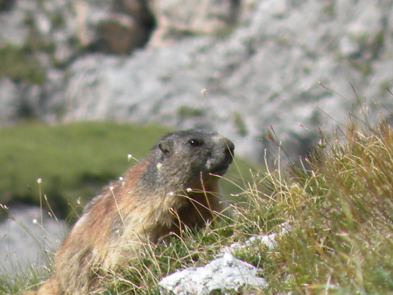 Marmotta curiosa