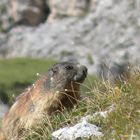 Marmotta curiosa