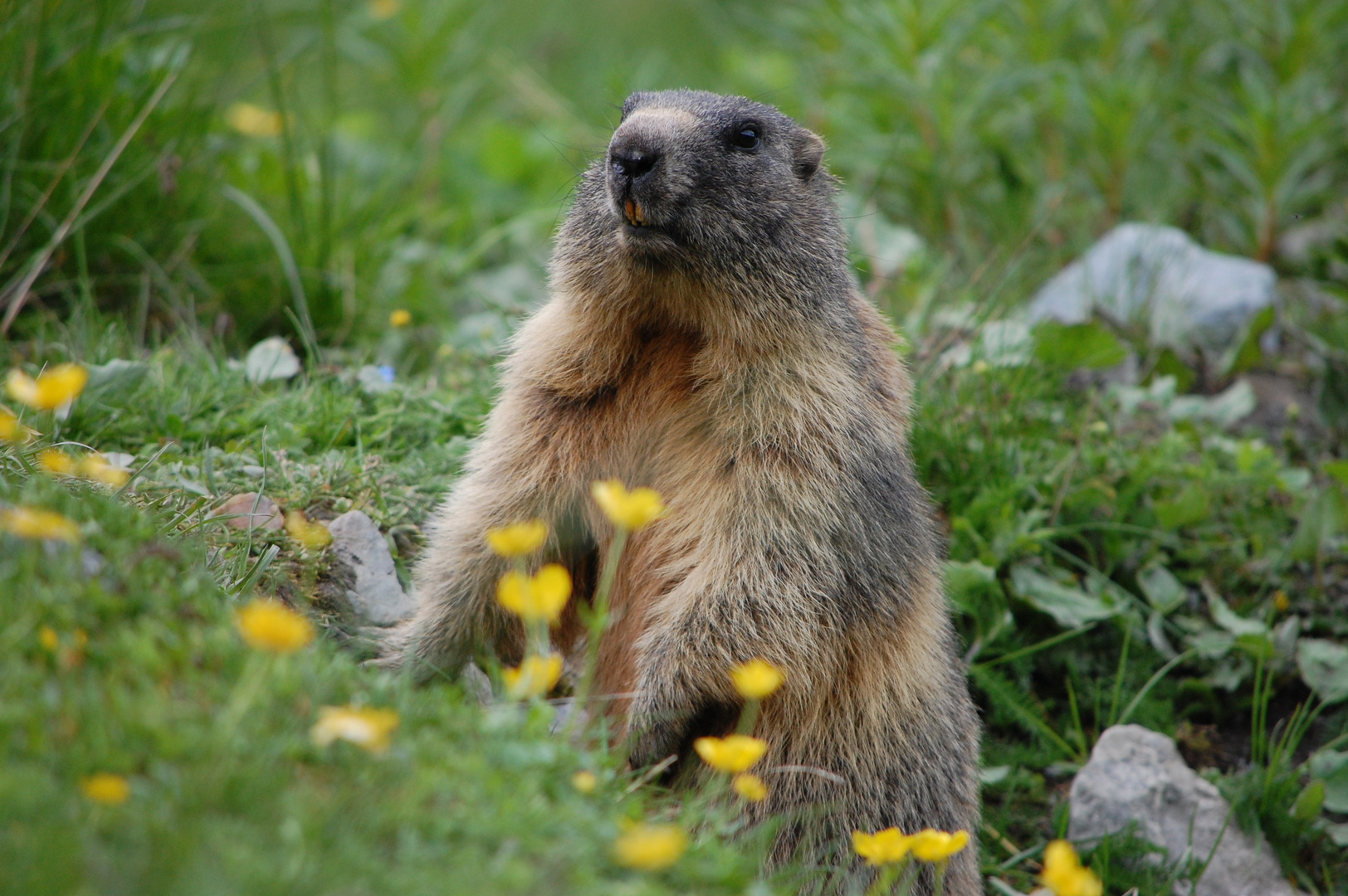 Marmotta curiosa.