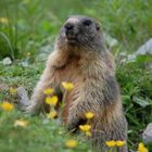 Marmotta curiosa.