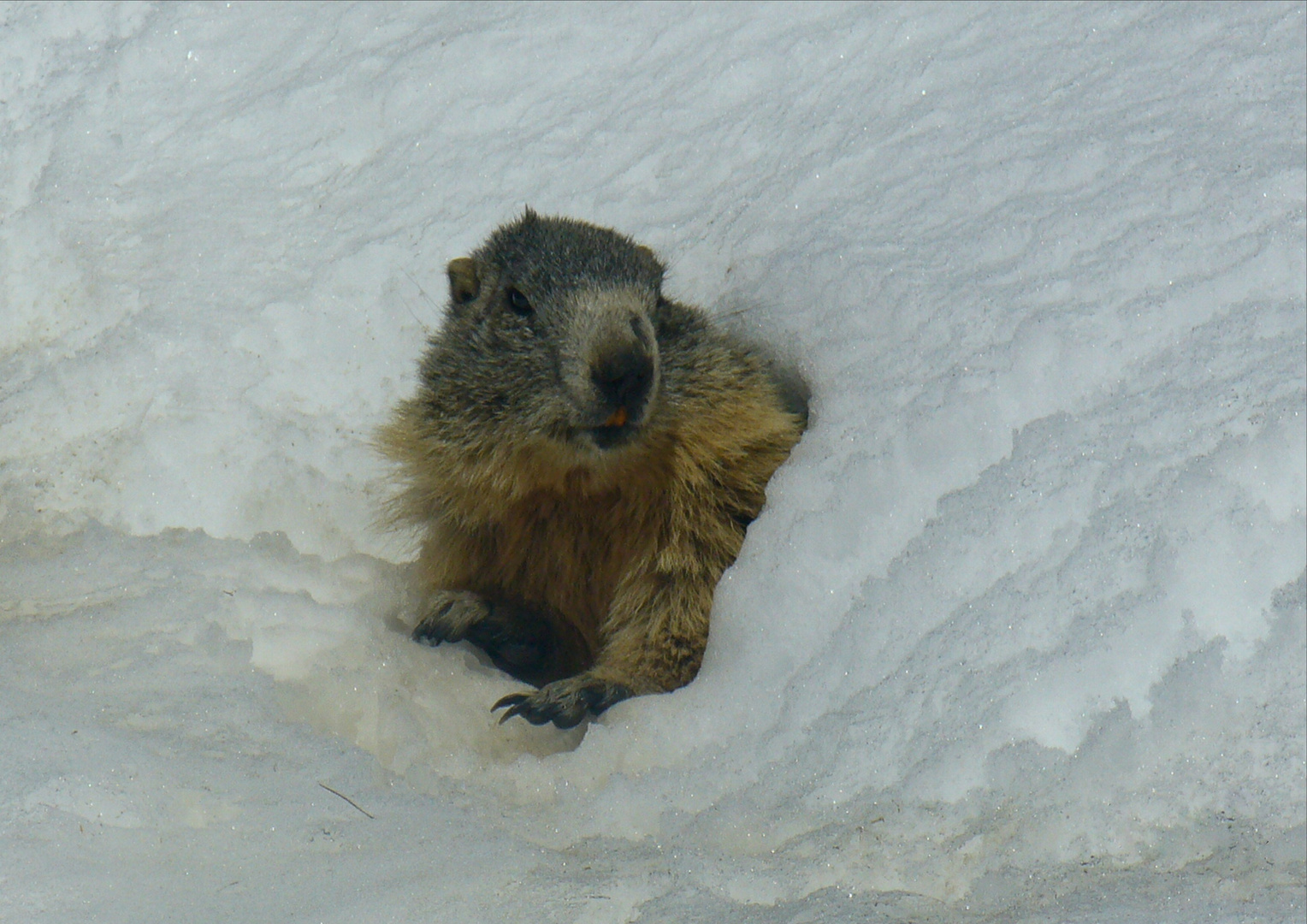 Marmotta